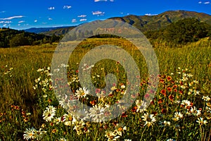 Aspen Wild Flower Grass Meadow Mountain landscape