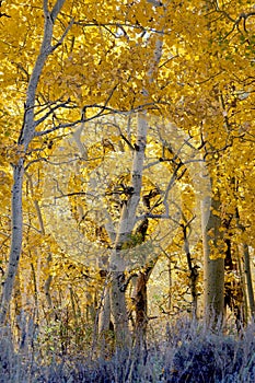 Aspen Woodland