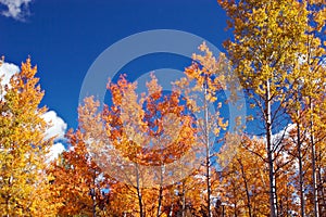 Aspens