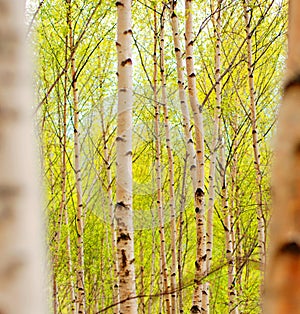 Aspens photo