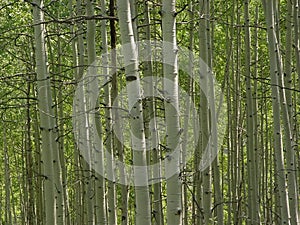 Aspens photo