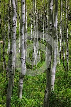 Through the Aspens