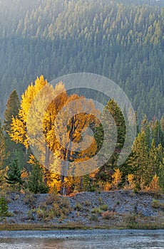 Aspens Along a River Bank