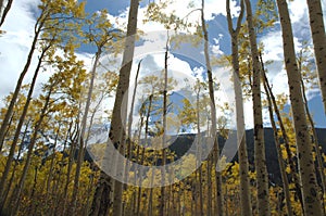 Aspens in Aspen