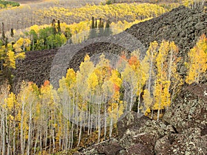 Aspens in autumn