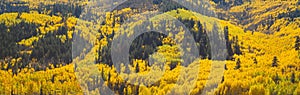 Aspens in Autumn near Rico, Colorado photo