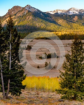 Aspens blooming bright yellow and sunrise on the Idaho mountains
