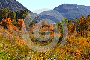 Aspens and cottonwoods in early autumn time