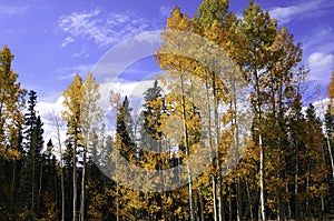 Aspens In Fall