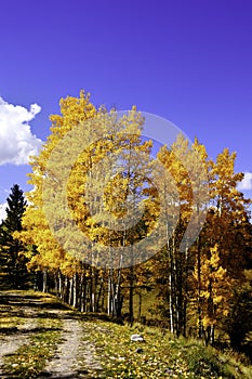 Aspens in Fall