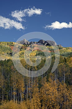 Aspens in Fall Colorado when the color of the aspens turn yellow. Kebler Pass is one of the best places in Colorado to view Aspens