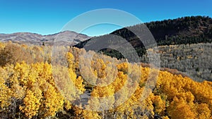 Aspens in the Fall in the Wasatch Mountains of Utah