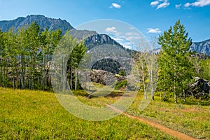 Aspens line the path of the Perimiter Trail in Ouray Colorado