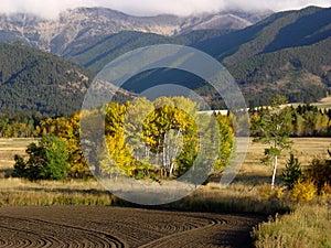 Aspens in a meadow, Montana