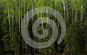 Aspens In The Pines On The Edge of Forest