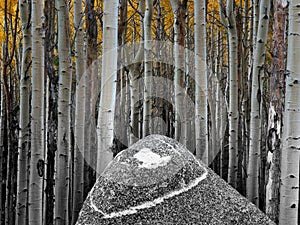 Aspens and Rock photo