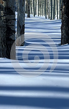Aspens and snow