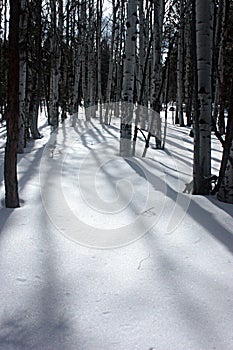 Aspens in the snow