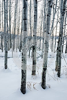 Aspens in snow white winter scene