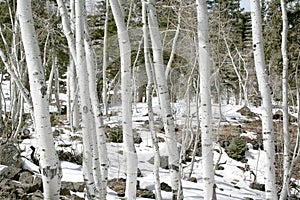 Aspens in spring with snow