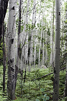 Aspens in summer