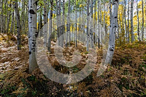 Aspens surrounded with ferns at the forest floor