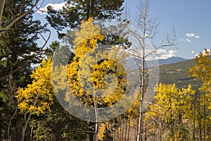 Aspens turning yellow in the Rocky Mountains