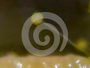 Aspergillus flavus conidia