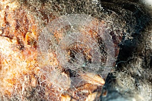 Aspergillus fumigatus mildew texture on bread bread. Organic, medical research. photo