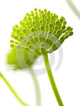 Aspergillus mold - close up