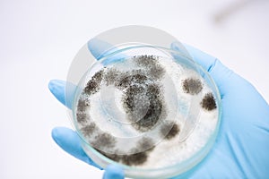 Aspergillus mold for Microbiology in Lab.