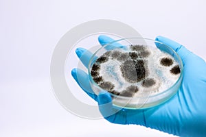 Aspergillus mold for Microbiology in Lab.