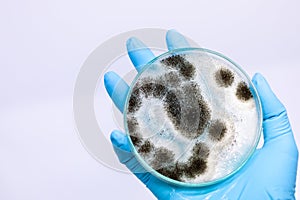Aspergillus mold for Microbiology in Lab. photo