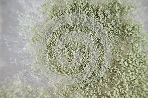 Aspergillus oryzae is a filamentous fungus, or mold that is used in food production, such as in soybean fermentation for education