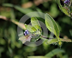 Asperugo procumbens, known as madwort or German madwort, is the single species in the monotypic plant genus Asperugo
