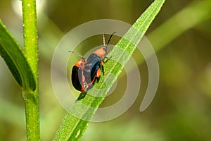 Asphaera lustrans - Shiny Flea Beetle