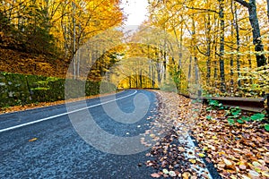 Asphal road leading through beautiful deciduous woods