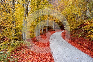 Asphalt autumn road