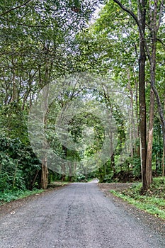 Asphalt country road