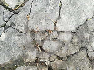 Asphalt crack
