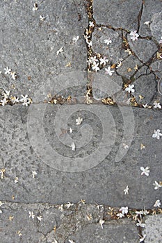 Asphalt with cracks and small fallen flowers