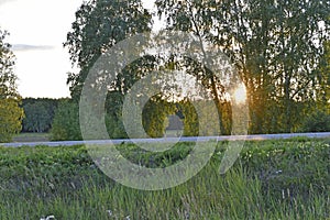 Asphalt high-speed highway in the forest in summer