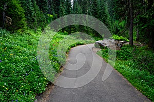 Asphalt hiking path, Nisqually Vista Trail, in Paradise area of Mt. Rainier National Park, WA