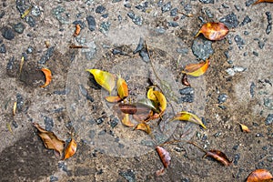 Asphalt Leaves Detail Autumn Horizontal Outdoor