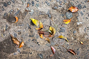 Asphalt Leaves Detail Autumn Horizontal Outdoor