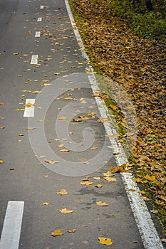 Asphalt. markup. yellow foliage on the asphalt. foliage on the road. autumn.
