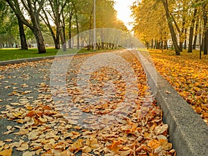 Asphalt path in the autumn park with golden fallen foliage. Warm October day in the Indian summer