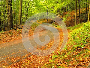 Asphalt path leading among the beech trees at near autumn forest surrounded by fog. Rainy day.