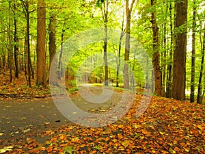 Asphalt path leading among the beech trees at near autumn forest surrounded by fog. Rainy day.