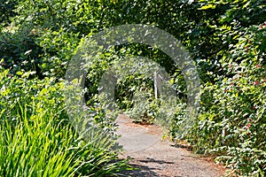 Asphalt pathway through an overgrown garden